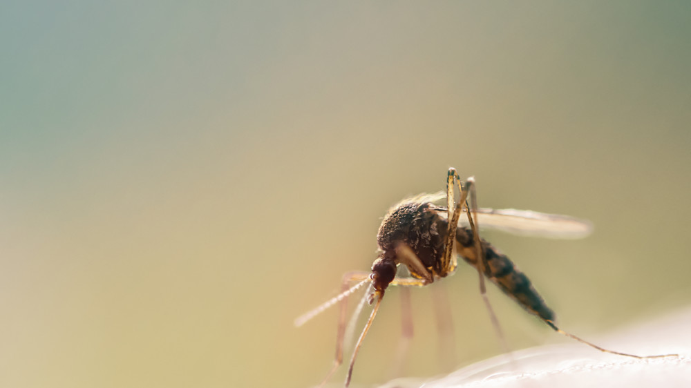 На нашествие комаров жалуются жители Конаева