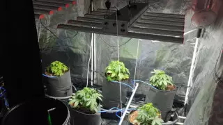 В центре столицы выращивали коноплю: подозреваемые задержаны​ ​