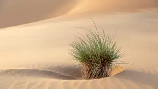 Глобальное потепление превращает Центральную Азию в пустыню - ученые