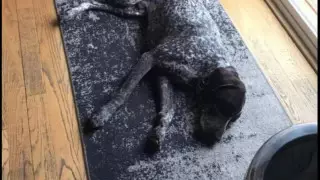 Необычный снимок собаки набирает популярность в Интернете