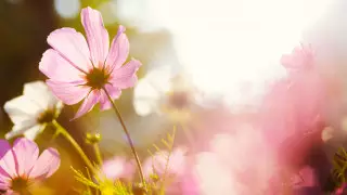 Жара до 45 градусов сохранится в Казахстане