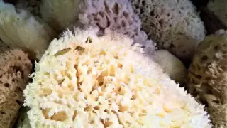 Ученых беспокоит массовое обесцвечивание морских губок