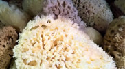 Ученых беспокоит массовое обесцвечивание морских губок