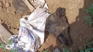 "Думала, плачет грудничок". Заживо захороненную собаку спасли в Костанае