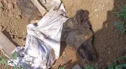 "Думала, плачет грудничок". Заживо захороненную собаку спасли в Костанае