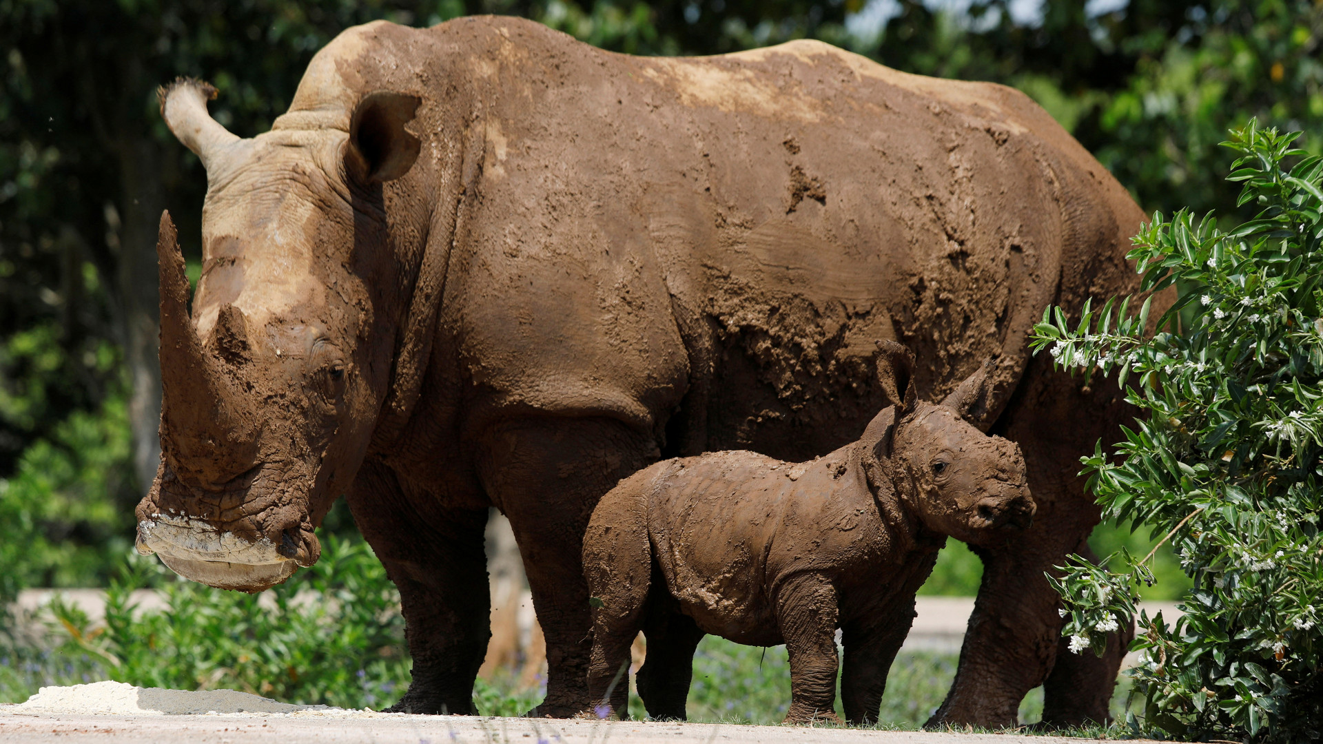 Носорог. Белый носорог. Кубинский национальный зоопарк. Детеныш носорога.