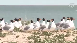 Почти тысячу мертвых краснокнижных птиц обнаружили в Атырау