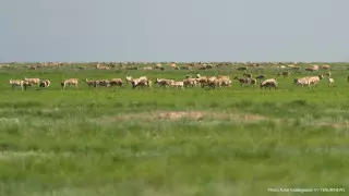 Сколько сайгаков отстрелят в Казахстане, ответили в Минэкологии