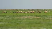Сколько сайгаков отстрелят в Казахстане, ответили в Минэкологии
