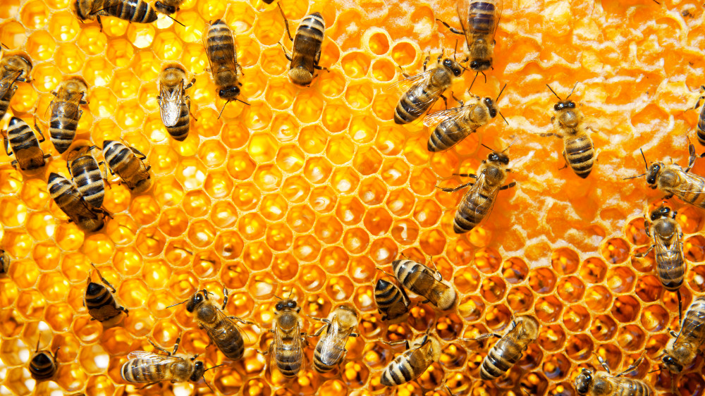 Миллионы пчел поместили на карантин в Австралии