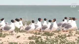 Птичий грипп выявили у погибших птиц в Атырауской области