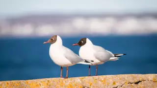 Ногаев высказался о массовой гибели животных и птиц на Каспии