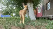 Одинокий Бэмби. Косуленок попал в приют для животных Костаная