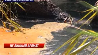 Акимат прокомментировал ситуацию с винным заводом в Алматинской области