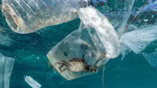 В Индии частично запретили использовать одноразовый пластик