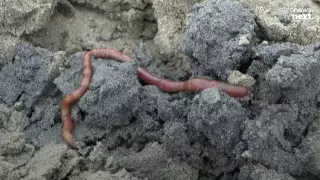 Морские черви могут длительно хранить органы для трансплантации - ученые