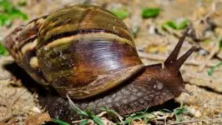 Карантин объявили в американском штате из-за улиток