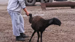 Определены места для жертвоприношений на Курбан айт в Нур-Султане и Алматы