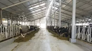 Молоко от бессонницы и нервов будут производить в Жетысуской области