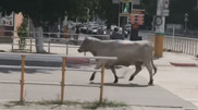 Корова напала на людей в центре Костаная
