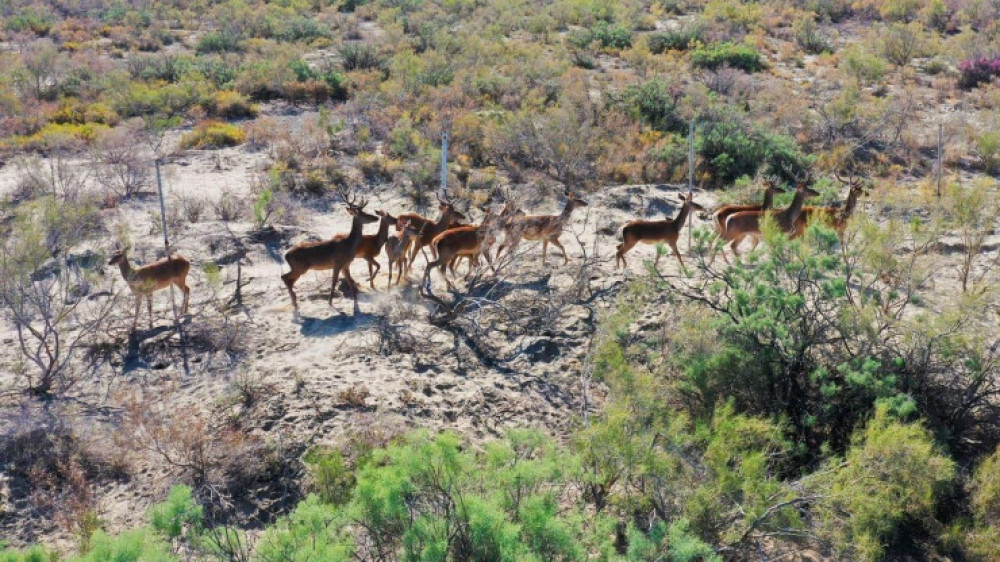 Более 60 краснокнижных оленей выпустили в дикую природу близ Балхаша