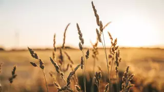 Экспорт зерна из Украины. Генсек ООН озвучил итоги переговоров в Стамбуле