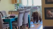 Медведица с медвежонком забралась в дом ради еды
