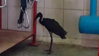 Рабочие из Актау помогли африканской цапле