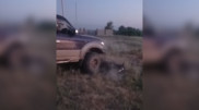 Наезд на лошадь в Алматинской области: в полиции рассказали о судьбе животного