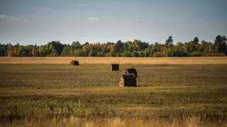 3 миллиона гектаров пастбищ незаконно выдали в Казахстане