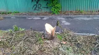 Чиновник прокомментировал вырубку деревьев в центре Алматы