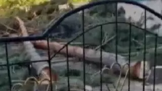 На директора школы возбудили уголовное дело за вырубку деревьев в Жетысуской области