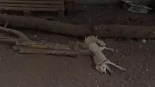 "Лису морят голодом": на жалобу посетителей ответили в зоопарке Караганды