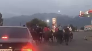 Кокпар на трассе в Алматинской области: организаторов арестовали на 10 суток