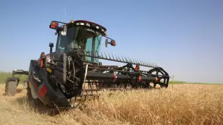 Как развивается сельское хозяйство в Кызылординской области