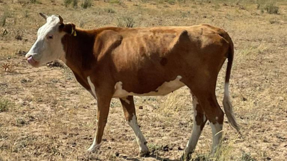 Падеж скота произошел после недавнего закрытия ветлаборатории в Улытауской области