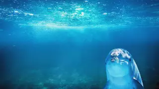 Купание в море запретили в связи с нападениями дельфинов в Японии