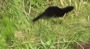 Необычного зверька сняли на видео в Нур-Султане
