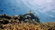 Две трети кораллов Большого барьерного рифа обесцветились
