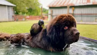 Собака и селезень подружились и отказались общаться с сородичами