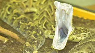 Мужчина умер от укуса змеи после похорон брата, укушенного другой змеей