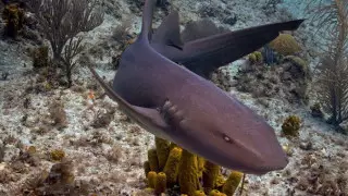 Сцена из "Челюстей": три акулы-няньки напали на 8-летнего мальчика на Карибах