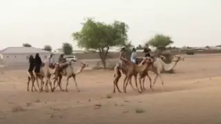 В ОАЭ открылась первая лицензированная школа верховой езды на верблюдах