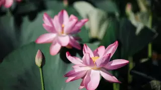 Долина лотосов зацвела в Атырауской области: появились фото