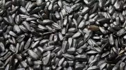 Лишний вес и даже онкология: чем опасны семечки подсолнуха, рассказала врач