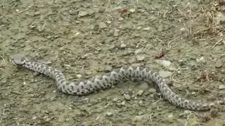 Двухлетняя девочка убила змею в Турции, укусив ее