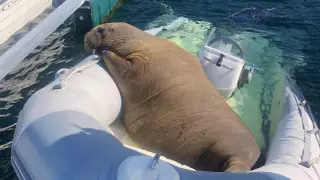 В Норвегии усыпили ставшую звездой соцсетей моржиху Фрейю