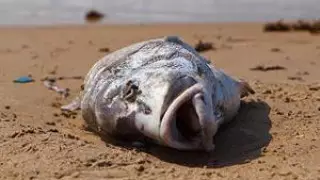 Экологи выясняют причины гибели рыбы в Бурабае