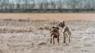 В Актобе закрыли дело о гибели растерзанного собаками мальчика