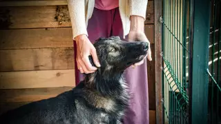 "Многие хотели забрать и исчезли". Заживо захороненный пес живет в приюте Костаная